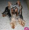 Best/Worst Pics!!!-barkley-july07.jpg