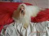 Hi to everyone-hanzo-11a-after-his-grooming.jpg