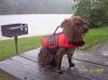 Sully's 1st day at the lake!-wpsp9.jpg