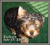 New Picture Of My Little Zachary-zachary-july-17-2007.jpg