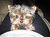 Introducing Munchkin!!!-munchie-009_resize.jpg