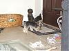 Murphy and Mia have team work!!-p7170014.jpg