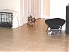 Murphy and Mia have team work!!-p7170003.jpg