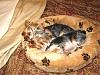 Murphy and Mia - the Yorkie Sandwich-p7120001.jpg