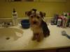 Today was bath day and everyones smells great.-animals-027.jpg