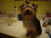 Today was bath day and everyones smells great.-animals-028.jpg