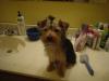 Today was bath day and everyones smells great.-animals-029.jpg