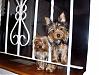New Pics Of Peeka And Daisy Come See-bella-louie-top-stairs-400-x-300-.jpg