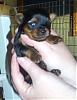 Watch baby MACY grow...so excited-macyyt1.jpg