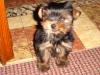 My little dorkie-dsc00305.jpg