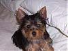 tiny yorkie pictures wanted!-oscar-july-2007.jpg