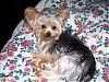 tiny yorkie pictures wanted!-emmy-july-2007.jpg