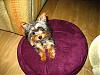 tiny yorkie pictures wanted!-y.jpg