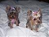 tiny yorkie pictures wanted!-sophia3.jpg