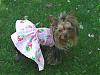 tiny yorkie pictures wanted!-slipdress2.jpg