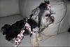 New Harnesses...-harness3.jpg