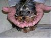 tiny yorkie pictures wanted!-ricky1.jpg