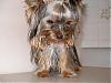 tiny yorkie pictures wanted!-ricky3.jpg