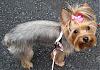 OMG!  She's lost....-bye-bye-puppy-coat-1.jpg