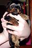 We are 5 weeks old now!-dsc04429-copy.jpg