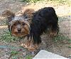 My Little Roxie is growing Up-missroxie3.jpg