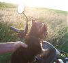 Gizmo on 4 wheeler-gizmo-4-wheeler-3.jpg