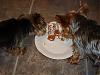 Happy 2nd Birthday Daisy!!!!-dsc03063-816-x-612-.jpg