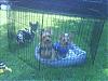 My doggies together-060.jpg