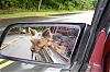 Does Your Pup Like to Hang His Head Out While Driving?-charlie-outside-car-window.jpg