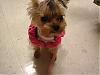 Cutest pup in town!-girls-072207-011.jpg