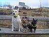 My doggies together-001.jpg