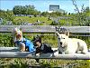 My doggies together-024.jpg