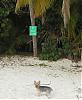 No Dogs Allowed On Beach!!!!-yt51.jpg