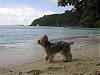 No Dogs Allowed On Beach!!!!-yt48.jpg