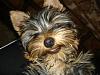 Please show us your smiling yokie-dsc03701.jpg