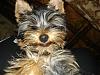 Please show us your smiling yokie-dsc03698.jpg
