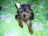 New Yorkie baby - A Sis for Ginger-07-06-30-princessshyannelobozoe-born-apr-05-07-taped-ear.jpg