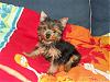 New Yorkie baby - A Sis for Ginger-07-07-01-shyanne-dontmyearslooknicenow.jpg