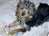 New Yorkie baby - A Sis for Ginger-07-07-14-shyanne-3mos-whatasmile.jpg