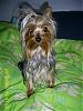 New Yorkie baby - A Sis for Ginger-07-06-30-ladygingerbailey-mae-born-oct-20-05.jpg