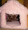 I got the girls a Barbie Dream House Bed-0-0-0-barbie-dream-bouse.jpg