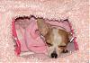 I got the girls a Barbie Dream House Bed-tink-barbie-dream-house.jpg