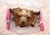 I got the girls a Barbie Dream House Bed-chloe-barbie-dream-house.jpg