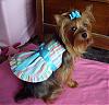 I Just Love This Dress!-dog-show-dress.jpg