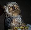 Please show us your smiling yokie-s5030065.jpg