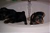 Chloe and Codys First Bath @ 5 wks.-1stbath.jpg