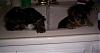 Chloe and Codys First Bath @ 5 wks.-1stbath2.jpg