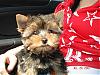 My new baby boy!!!-dsc02857-vi.jpg