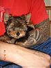 My new baby boy!!!-dsc03115-vi.jpg