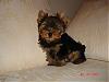 My new baby boy!!!-dsc03127-vi.jpg
